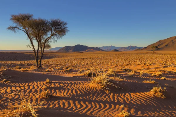 Espinho de camelo árvore e grama seca na areia — Fotografia de Stock