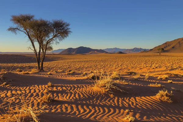 Camel thorn tree and dry grass in the sand — Stock Photo, Image