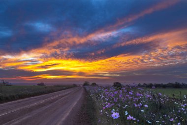 Kozmos çiçeklerinin üzerindeki bulutlarda gün batımı