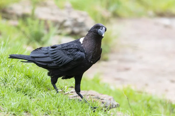 Curious crow on green grass — Stock Photo, Image