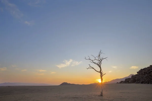 Amanecer en un árbol de espinas camello muerto — Foto de Stock