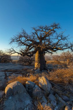 Kubu Adası 'ndaki Baobab ağacı ve kayalar