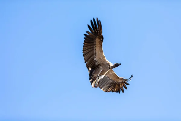 Vulture Come Land Baobab Tree — Stock Photo, Image