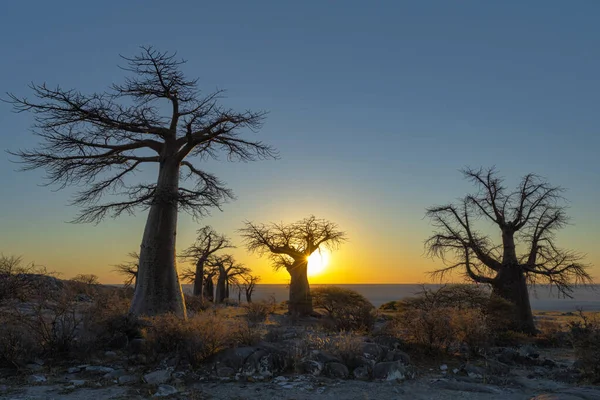 Lever Soleil Aux Baobabs Sur Île Kubu — Photo