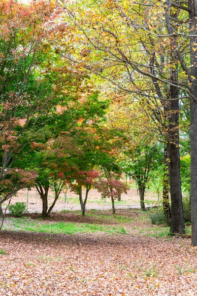 Outono Folhas Coloridas Nas Árvores Chão — Fotografia de Stock