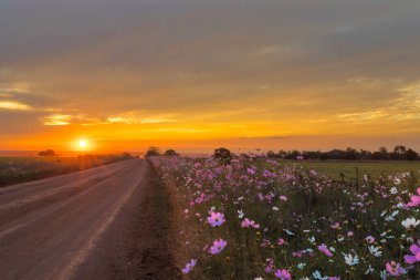 Günbatımında kozmos çiçekleri çakıl yolunun yanında.