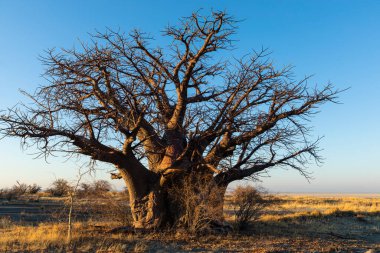 Kukonje Adası 'nda sabahın erken saatlerinde büyük bir baobab ağacı