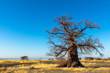 Kukonje Adası 'nda Baobab ağacı ve kuru otlar