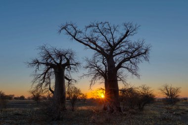 Kukonje Adası 'nda gün doğumunda iki baobab ağacı