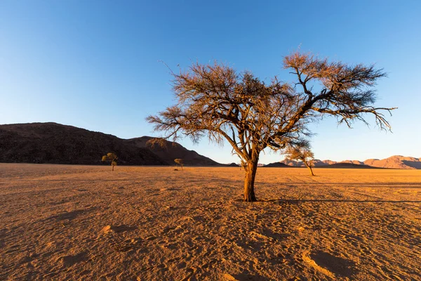 Single Dry Camel Thorn Tree Arid Namib Desert — Stock Photo, Image