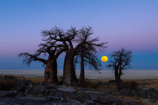 Der Vollmondaufgang Hinter Baobab Bäumen Auf Kubu Island — Stockfoto