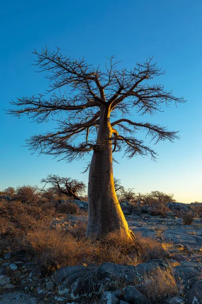 Einzelner Junger Baobab Baum Bei Sonnenaufgang Auf Der Insel Kubu — Stockfoto