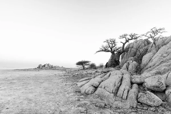 Rocas Baobab Isla Kubu Blanco Negro — Foto de Stock