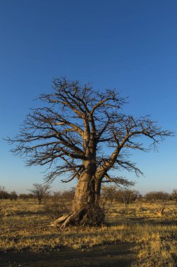 Kukonje Adası 'ndaki genç baobab ağacı