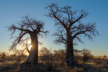 Güneş doğarken Kukonje Adası 'ndaki Baobab ağaçlarının arkasında parlıyor.