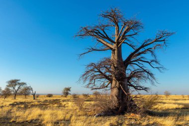 Kukonje Adası 'nda tek kuru baobab ağacı