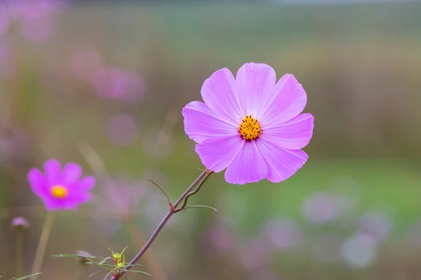 Flor Cosmos Rosa Sobre Fondo Verde — Foto de Stock