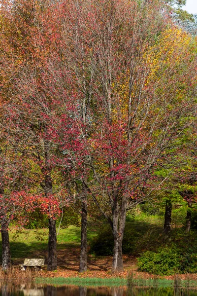 Vermelho Amarelo Folhas Outono Coloridas Nas Árvores — Fotografia de Stock