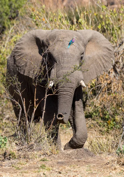 Ролик Сиреневой Грудью Сидит Дереве Приближающимся Слоном — стоковое фото