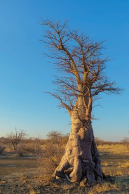 Kukonje Adası 'ndaki genç bekar baobab ağacı