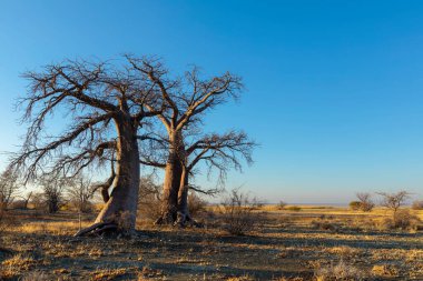 Kukonje Adası 'nda kışın Baobab ağaçları