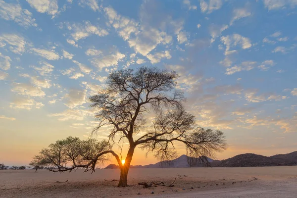 Épine Chameau Lever Soleil — Photo