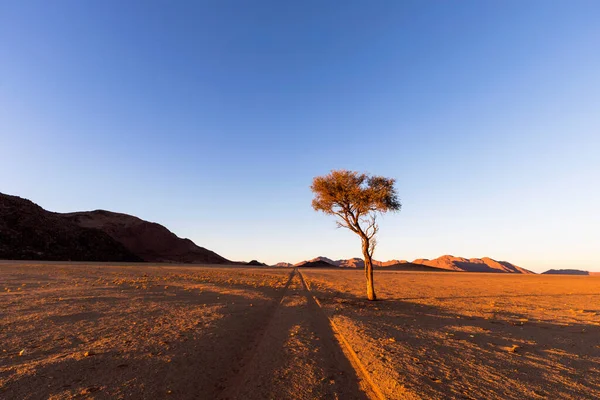 Следы Машин Пустыне Одинокий Верблюжий Шип — стоковое фото