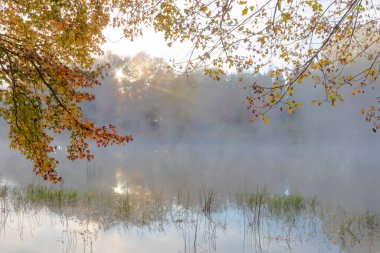 Suyun üzerinde sonbahar yaprakları ve sisler