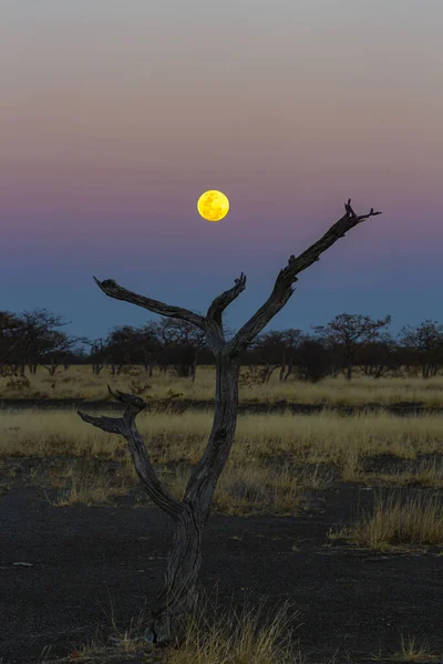 Full Moon Rise Dead Tree — Stock Photo, Image