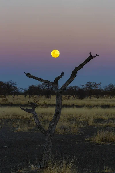 Der Vollmondaufgang Über Einem Toten Baum — Stockfoto