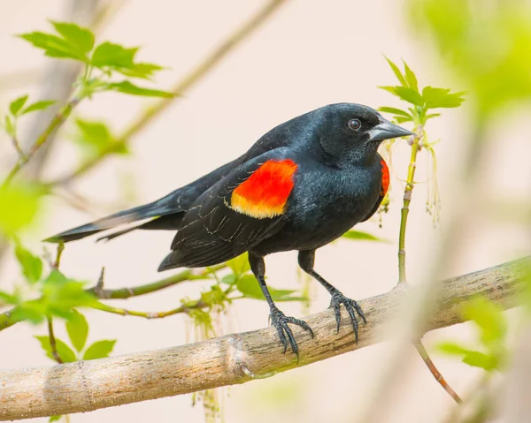 Red Winged Blackbird Branch — Stock Photo, Image