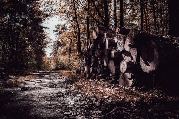 Yan yığılmış ahşap ile bir ormanda Yol