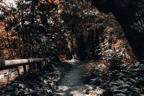 Turuncu yaprakları ile bir şehir ormanında küçük bir yol