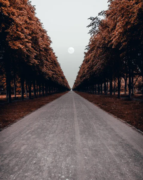 Portakal ağaçlarının tam arasında ay ile uzun yol