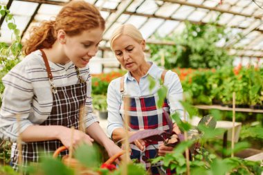 Bahçıvanlar bitkilerin nasıl düzgün yetiştirilir lerini tartışıyorlar.