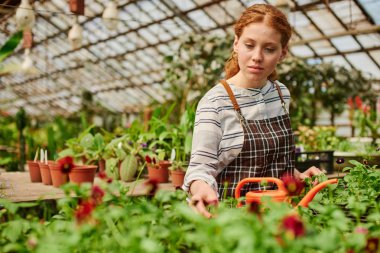 Bahçıvan önündeki çiçeklere bakıyor..