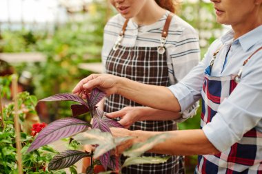 İki çiftçi sera bitkilerinin yapraklarına bakıyor.