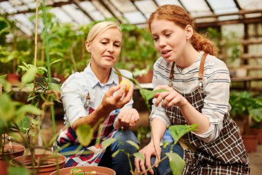 İki çiftçi sera bitkilerinin yapraklarına bakıyor.