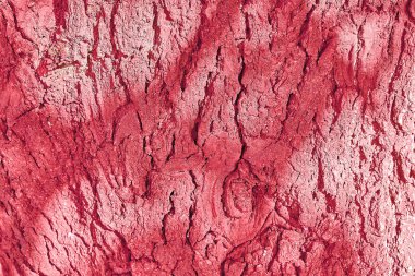 Kabuk Desenleri Yakın Çekim