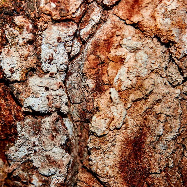 Close-up de padrões de casca — Fotografia de Stock