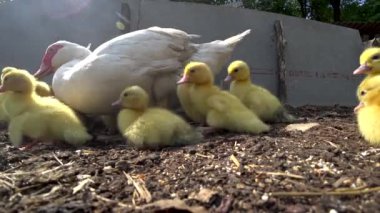 Annemle yemek yiyen küçük ördek. Yiyecek ve şarlatan ara.