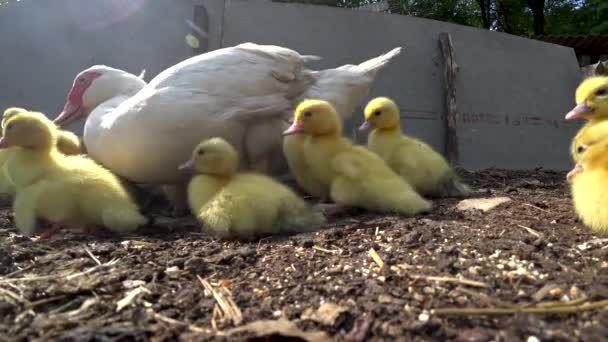 Dom Trochę Kaczka Mama Jeść Poszukaj Jedzenia Kwack — Wideo stockowe