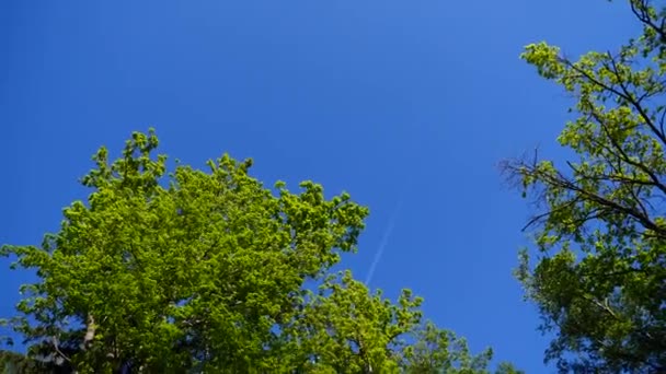 Aereo Vola Tra Gli Alberi — Video Stock