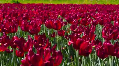 yeşil çayır üzerinde kırmızı lale