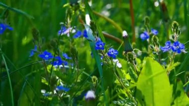 Mor çiçekler erken yaz aylarında çiçek açtı