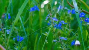 Parlak güneşte menekşeler