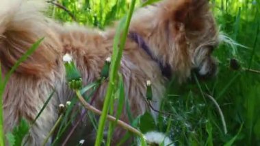 Köpek kokluyor ve çimenlerde bir şey arıyor.