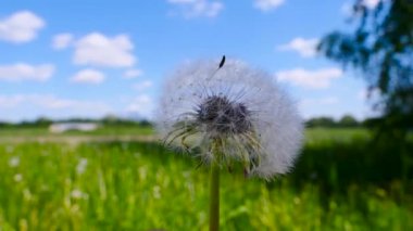 Glade karahindiba parkta erken yaz içinde dağılmış