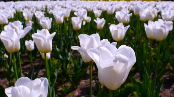公园里的白玫瑰玻璃 — 图库视频影像