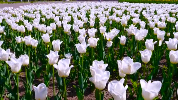 Ξέφωτο Των Λευκών Τριαντάφυλλων Στο Πάρκο — Αρχείο Βίντεο